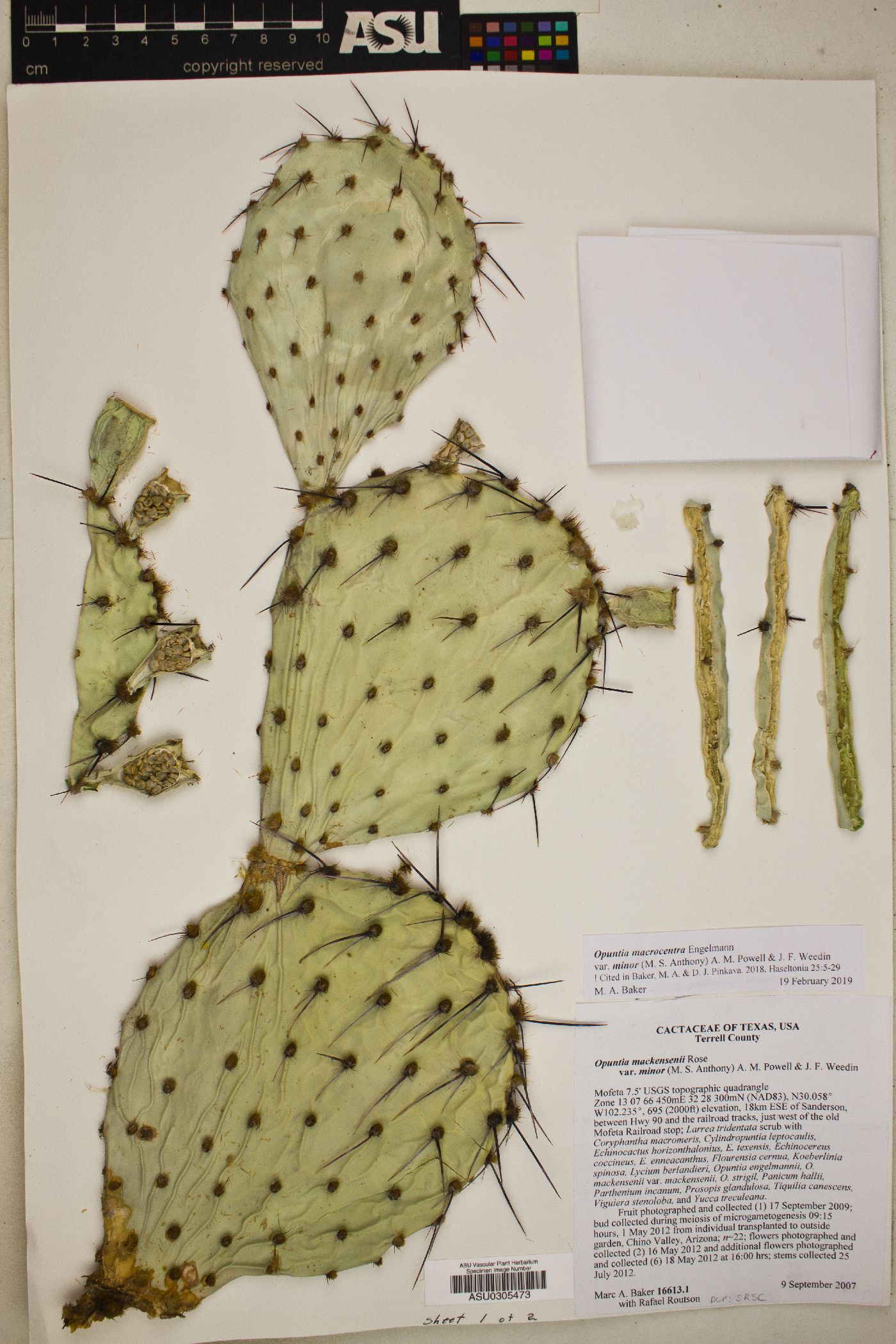 Opuntia macrocentra var. minor image