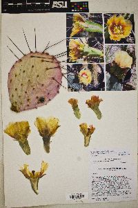 Opuntia macrocentra image