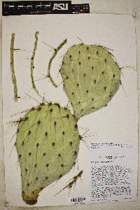 Opuntia phaeacantha image