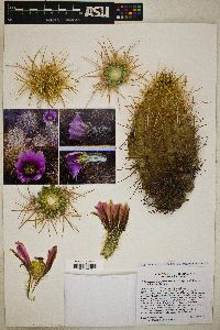 Echinocereus engelmannii image