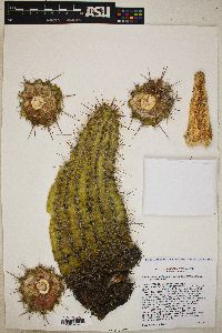 Echinocereus engelmannii image