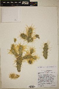 Cylindropuntia echinocarpa image