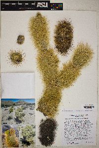 Cylindropuntia bigelovii image