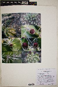 Echinocereus arizonicus subsp. arizonicus image