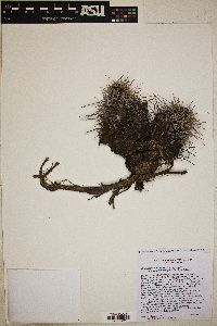 Echinocereus arizonicus subsp. nigrihorridispinus image