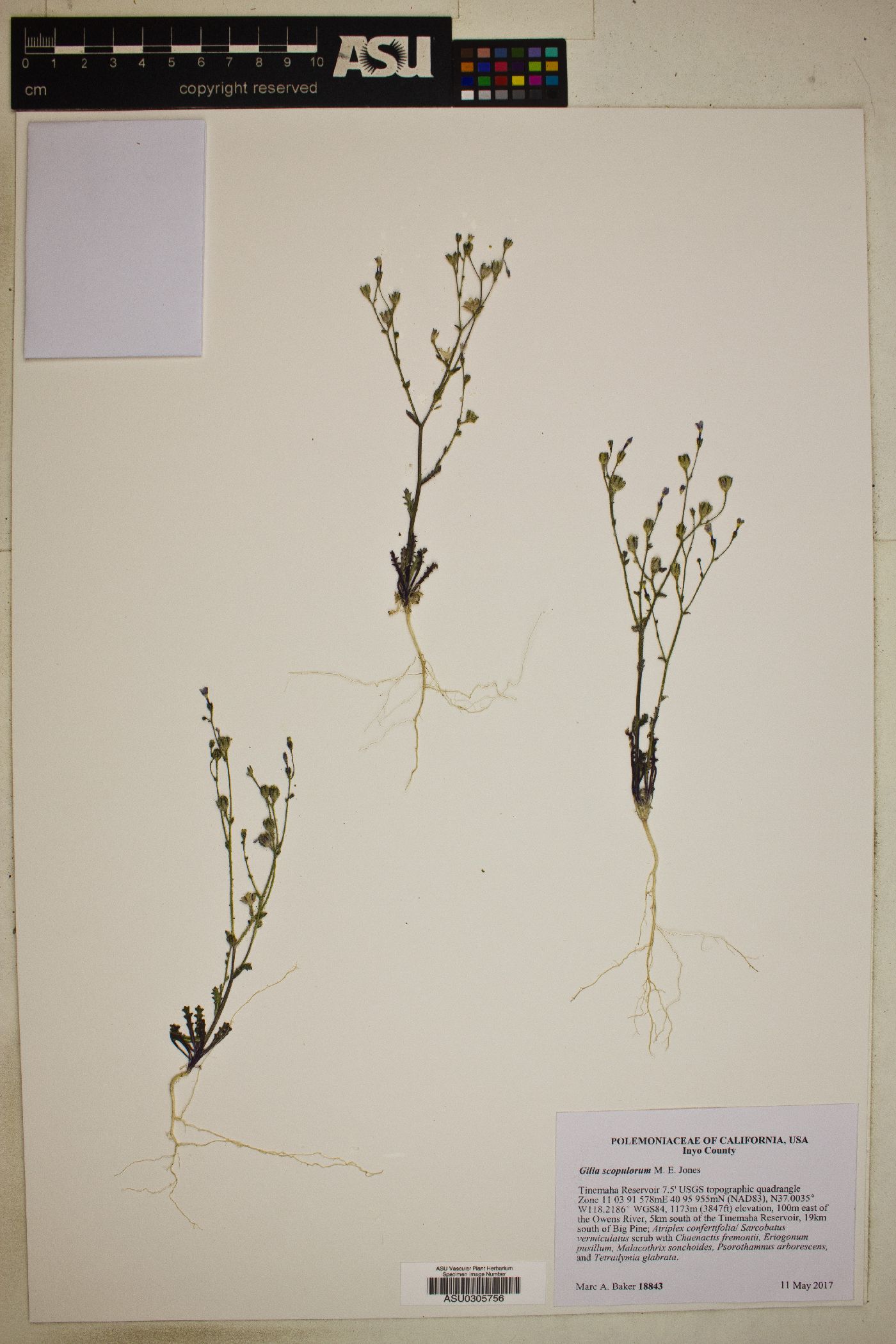 Gilia scopulorum image