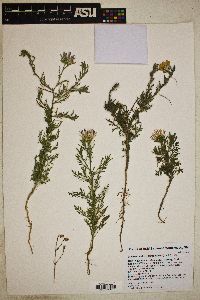 Machaeranthera tanacetifolia image