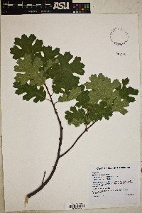 Quercus kelloggii image