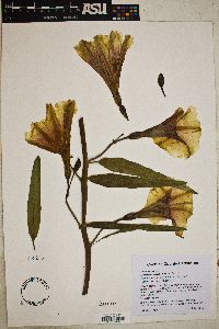 Ipomoea longifolia image