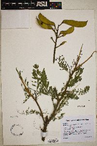 Caesalpinia gilliesii image