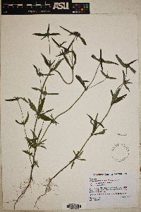 Mitracarpus breviflorus image