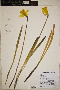 Narcissus pseudonarcissus image