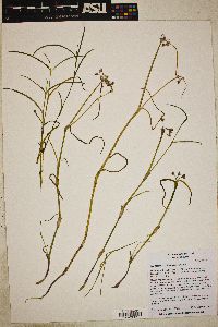 Tradescantia pinetorum image