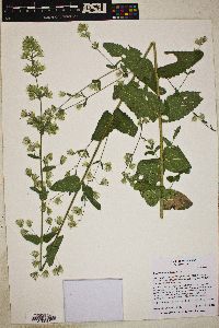 Brickellia betonicifolia image