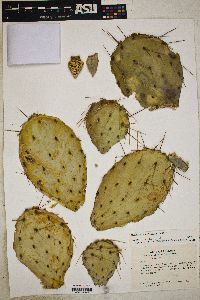 Opuntia phaeacantha image