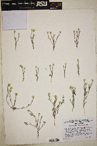 Eriophyllum lanosum image