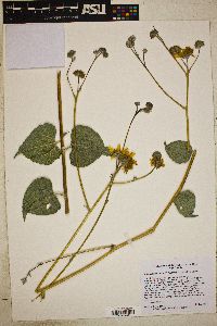 Image of Bahiopsis reticulata