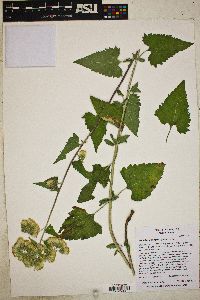 Brickellia grandiflora image