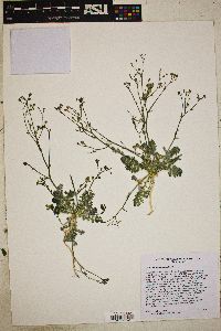 Gilia ophthalmoides image