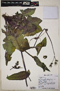 Sonchus oleraceus image