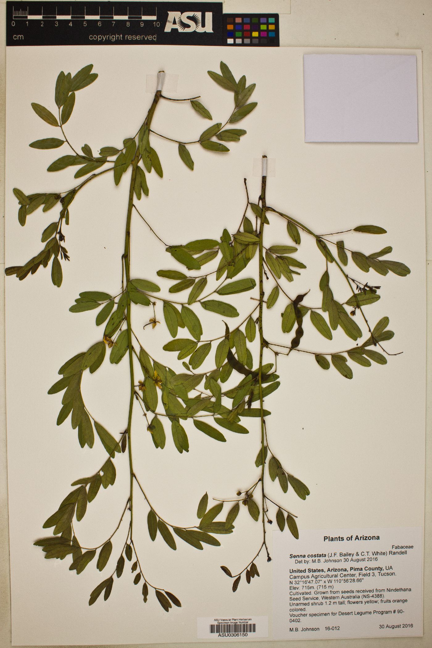 Senna costata image