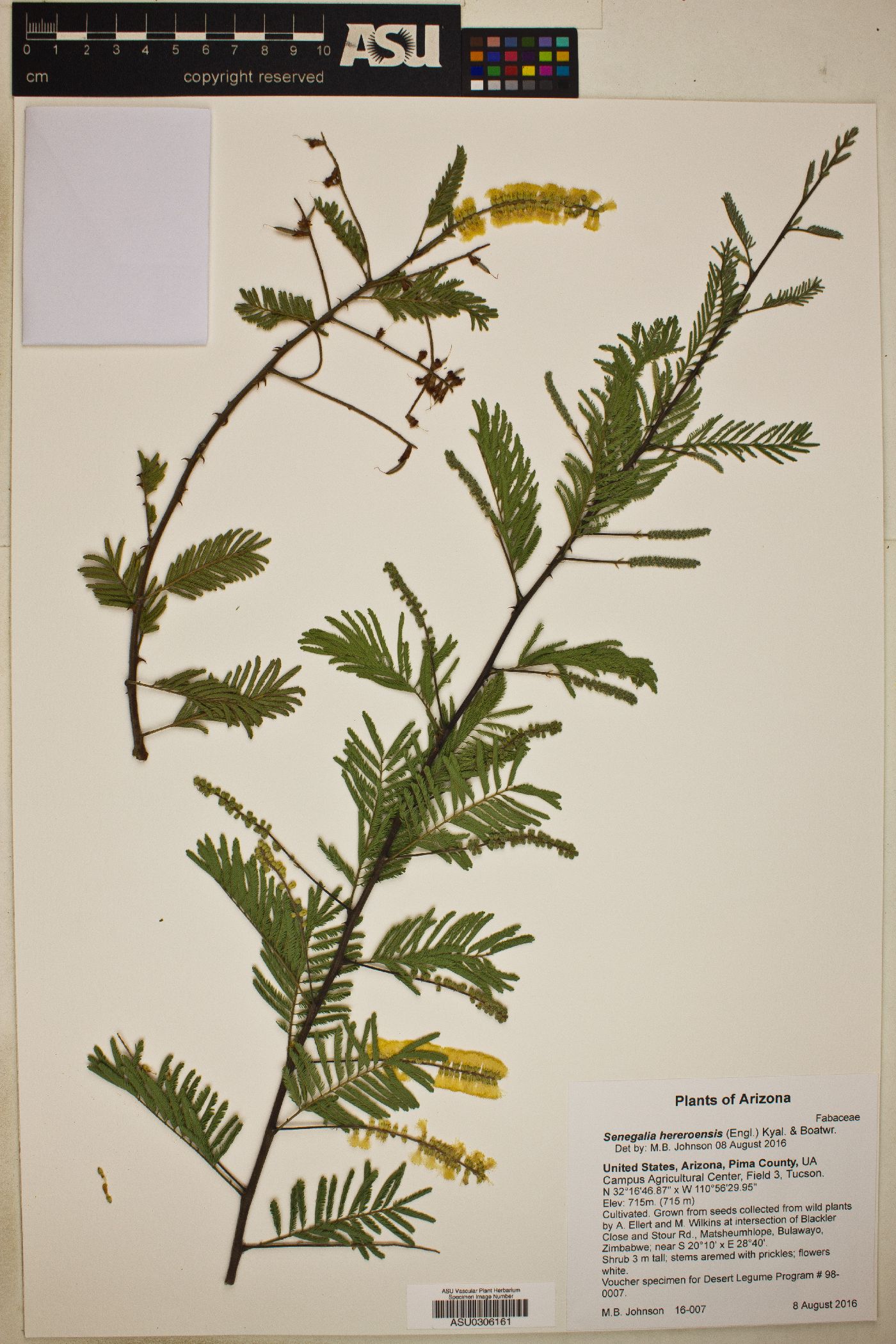 Senegalia hereroensis image