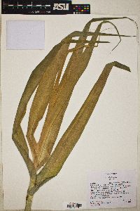 Arundo donax image