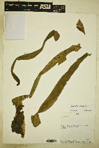 Image of Disocactus amazonicus