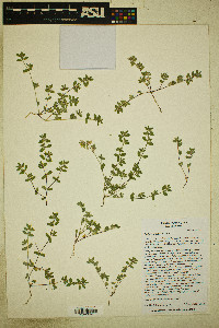 Euphorbia dioeca image