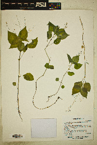 Circaea alpina image