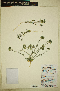 Loeseliastrum franciscanum image