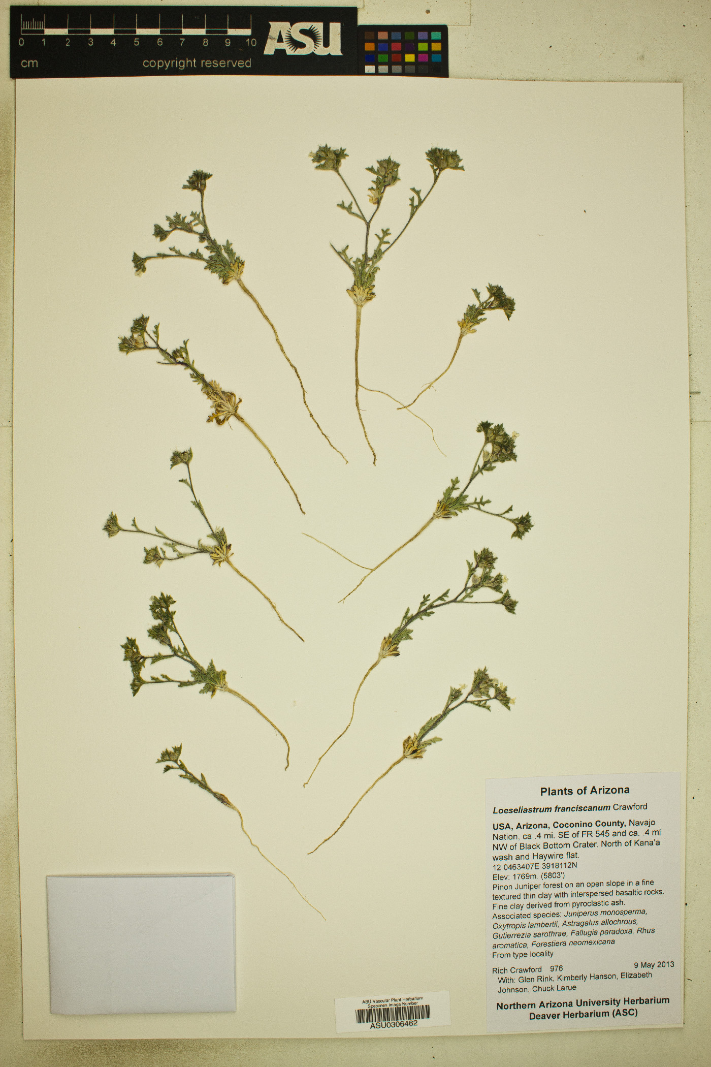 Loeseliastrum franciscanum image