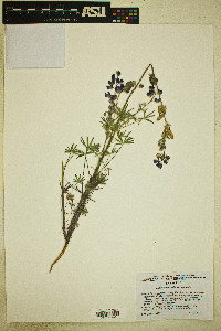 Lupinus sparsiflorus image