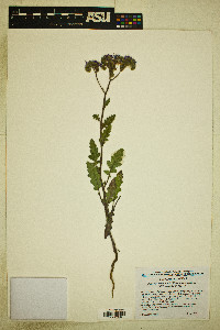 Phacelia crenulata image