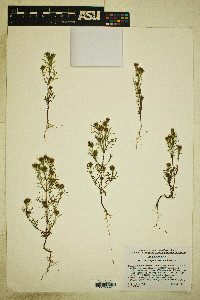 Dyssodia papposa image