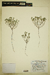 Eremocarya micrantha image