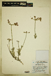 Eriogonum fasciculatum var. polifolium image