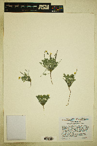 Eschscholzia minutiflora image