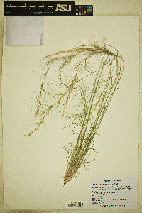 Aristida purpurea var. nealleyi image