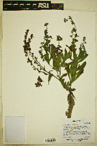 Cynoglossum officinale image