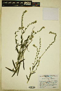 Amsinckia intermedia image