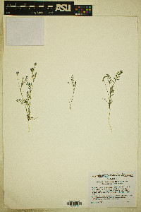 Astragalus didymocarpus var. dispermus image