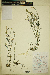 Polygala alba image