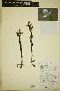 Habenaria clypeata image