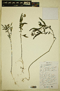 Solanum stenophyllidium image