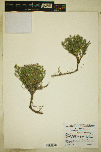 Chaetopappa ericoides image