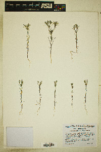 Linanthus jonesii image
