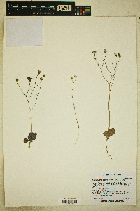 Atrichoseris platyphylla image