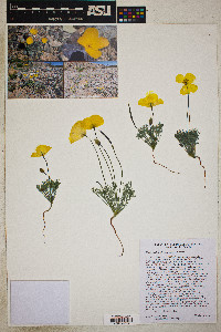 Eschscholzia glyptosperma image