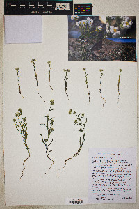 Cryptantha utahensis image